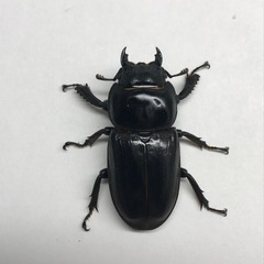 本土ヒラタ 2♂1♀の画像