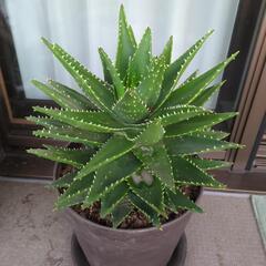 多肉植物の画像