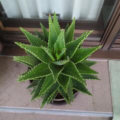 多肉植物の画像