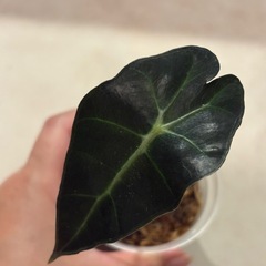 写真9/1　観葉植物　アロカシア　アマゾニカ（たぶん）の画像