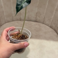 写真9/1　観葉植物　アロカシア　アマゾニカ（たぶん）の画像