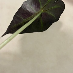 写真9/1　観葉植物　アロカシア　アマゾニカ（たぶん）の画像