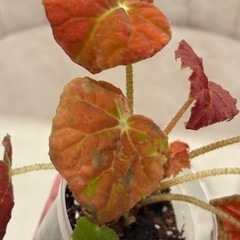 写真9/1　ベゴニア オータムエンバー　観葉植物の画像