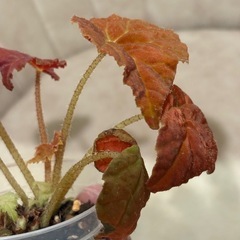 写真9/1　ベゴニア オータムエンバー　観葉植物の画像