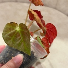 写真9/1　ベゴニア オータムエンバー　観葉植物の画像