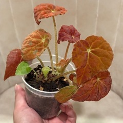 写真9/1　ベゴニア オータムエンバー　観葉植物の画像