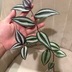 ランキングキーワードに紐づく投稿画像-観葉植物