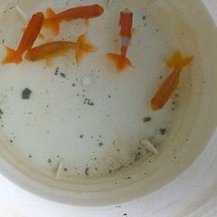 金魚　ランチュウの画像