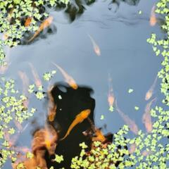 メダカ　(各種)の画像