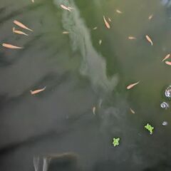 メダカ皇帝の半だるま　だるまの画像
