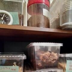 福岡県糟屋郡産　天然ミヤマクワガタとノコ　♂単品　の画像