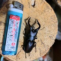 福岡県糟屋郡産　天然ミヤマクワガタとノコ　♂単品　の画像