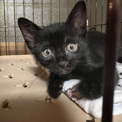 人懐っこい黒猫　男の子　1ヶ月半