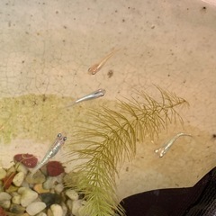 夜桜メダカの卵20＋αの画像