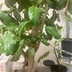 ランキングキーワードに紐づく投稿画像-観葉植物