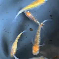 メダカ　紅白ラメ　10匹の画像
