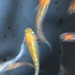 メダカ　紅白ラメ　10匹の画像
