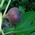 ランキングキーワードに紐づく投稿画像-観葉植物