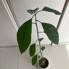 アボガドの木の画像
