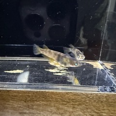 高級メダカ　金閣　卵　15個＋α   700円の画像