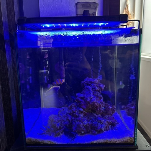 海水魚➕水槽飼育セット