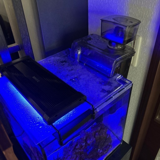 海水魚➕水槽飼育セット