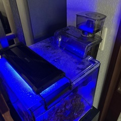 海水魚➕水槽飼育セットの画像