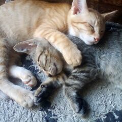 子猫４匹を保護したので飼ってくださる方を募集しています４匹…