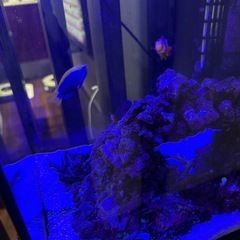 海水魚➕水槽飼育セットの画像