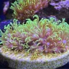 ウミアザミ①、スターポリプフラグ品セットの画像