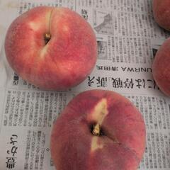 川中島　桃10玉の画像