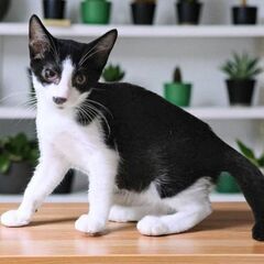 9月7日(日)✨🩷三鷹で猫の譲渡会🌟🌠🩷黒白ハチワレの男の子 生...