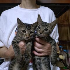 9月7日(日)✨🩷三鷹で猫の譲渡会🌟🌠🩷キジトラの男の子兄弟　生...