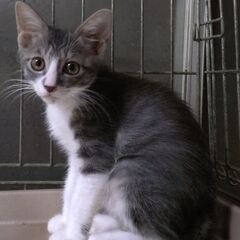 9月7日(日)✨🩷三鷹で猫の譲渡会🌟🌠🩷キジ白の男の子生後2ヶ月...