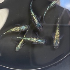 ⚠️次回、09/05(金)〜09/07(日)取引限定　★SUKメダカ🐟の画像