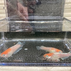 ⚠️次回、09/05(金)〜09/07(日)取引限定　★SUKメダカ🐟の画像