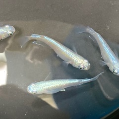 ⚠️次回、09/05(金)〜09/07(日)取引限定　★SUKメダカ🐟の画像