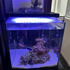 海水魚➕水槽飼育セットの画像