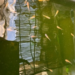 メダカ　三色ラメRLF
の画像