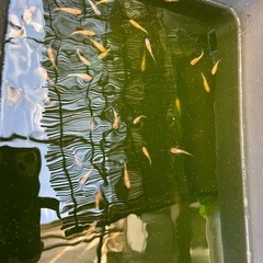 メダカ　三色ラメRLF
の画像