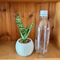サンセベリア 4の画像
