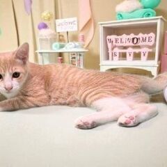 9月7日(日)✨🩷三鷹で猫の譲渡会🌟🌠🩷茶白の男の子生後5ヶ月　...