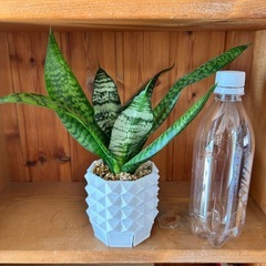 サンセベリア 5の画像
