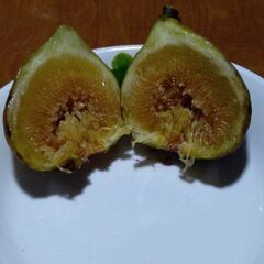 選べる　海外系イチジク苗　４号の画像