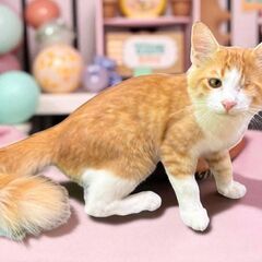 9月7日(日)✨🩷三鷹で猫の譲渡会🌟🌠🩷茶トラの男の子生後5ヶ月...