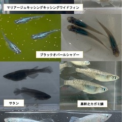 9/2めだか無人販売　まるこうメダカ - その他