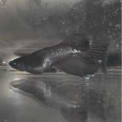 曜変天目系アースアイRLF（光芒血統）有精卵15個の画像