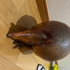 アルマジロ剥製の画像