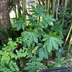 庭木　ヤツデの画像
