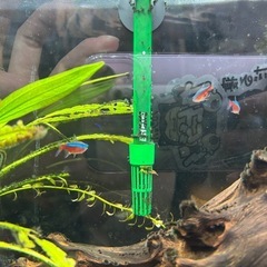 熱帯魚　コリドラス　プレコ　テトラ　の画像